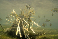 Can artificial fish habitat protect fry? 2026 guide
