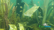 Fish habitat in heavily vegetated ponds: 2026 guide