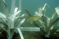 Bass Fish Attractor Depth: Where to Place (2026)