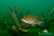 Best Pond King Alternatives for Fisheries Managers 2026