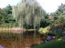 How to Get the Most Out of Your Koi Pond