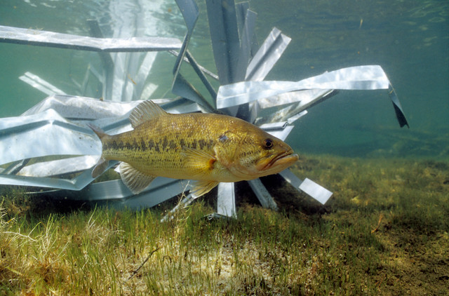 Best Fish Structure for Stocked Bass Ponds (2026)