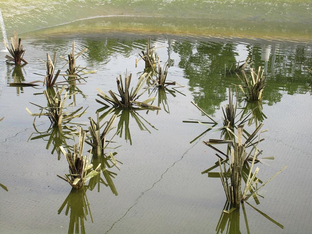 Five Reasons Why Homemade Fish Structures Are Beneficial for Your Pond
