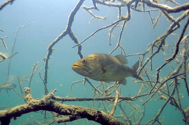 Why We Need to Protect Fish Habitats More & More