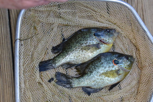 Fish Anatomy: How a Fish's Body Is Built | Fishiding