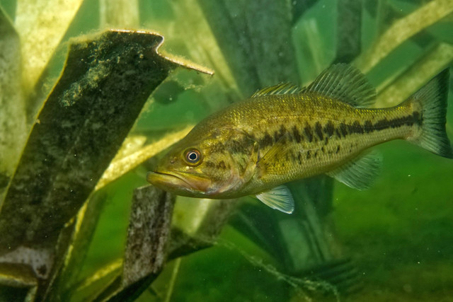 Can largemouth and smallmouth bass use the same habitat?