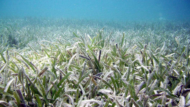 Dense natural eelgrass habitat