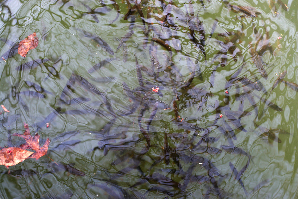 Dunce Fish What You Should Know About Different Crappie Habitats - Fishiding ...