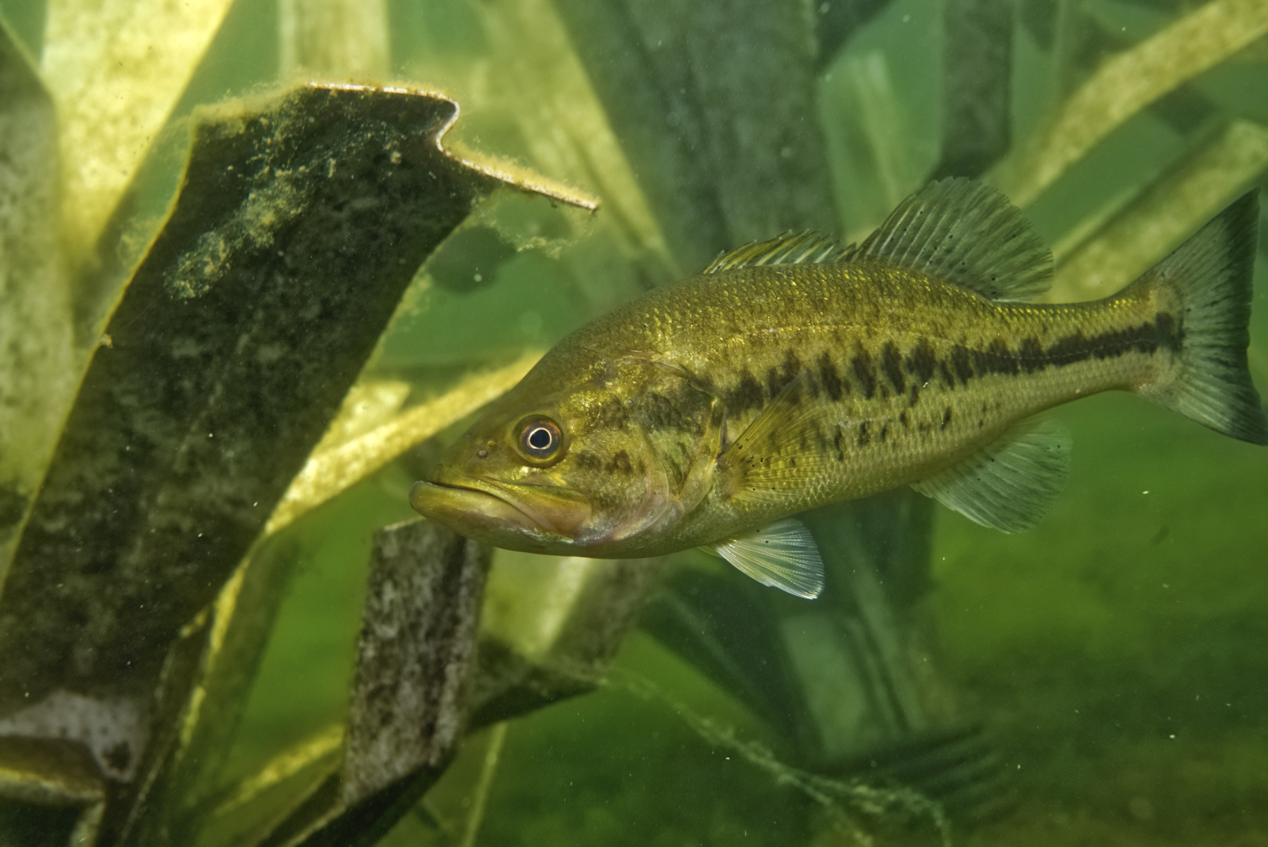 Largemouth Bass Habitat - Fishiding Reclaimed Artificial Fish Habitat