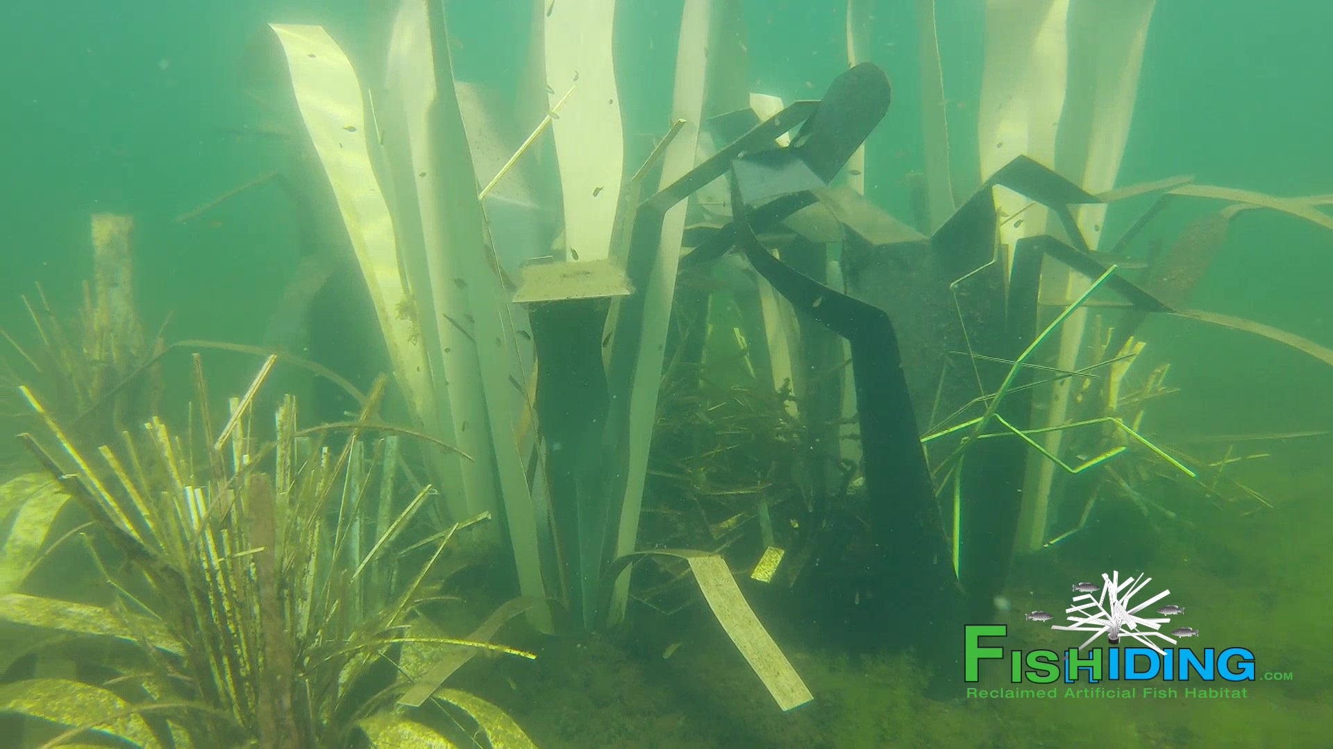 shallow habitat grouping