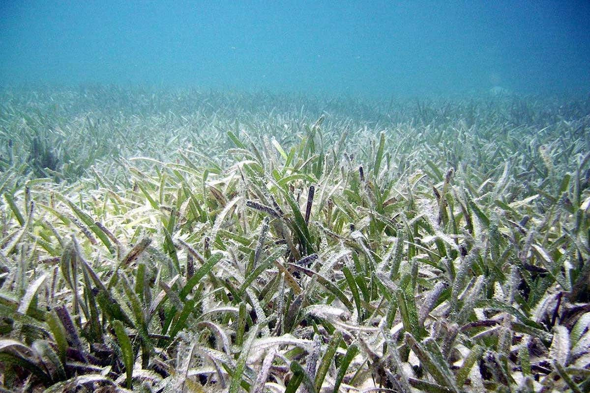 Fine dense Fishiding habitat underwater