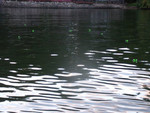 Spots marking the habitat dropped.
