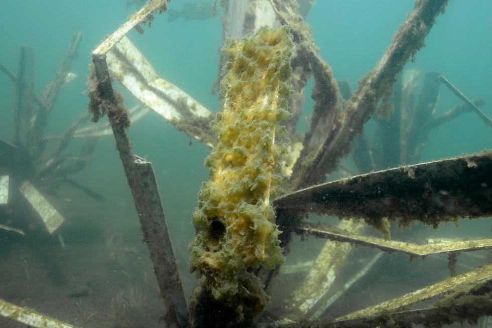 Periphyton and organic growth on textured Fishiding habitat