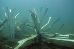 Provide an array of textures in artificial fish habitat with the Safehouse from Fishiding.com