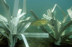 Bass love the shade of the wide PVC limbs for habitat.