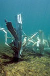 Safehouse habitat newly placed in lake.