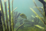 Vertical stakes by Fishiding.com