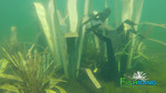 Briar protects and grows more small fish and bugs.