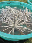 Briar used in university fish studies in tanks.