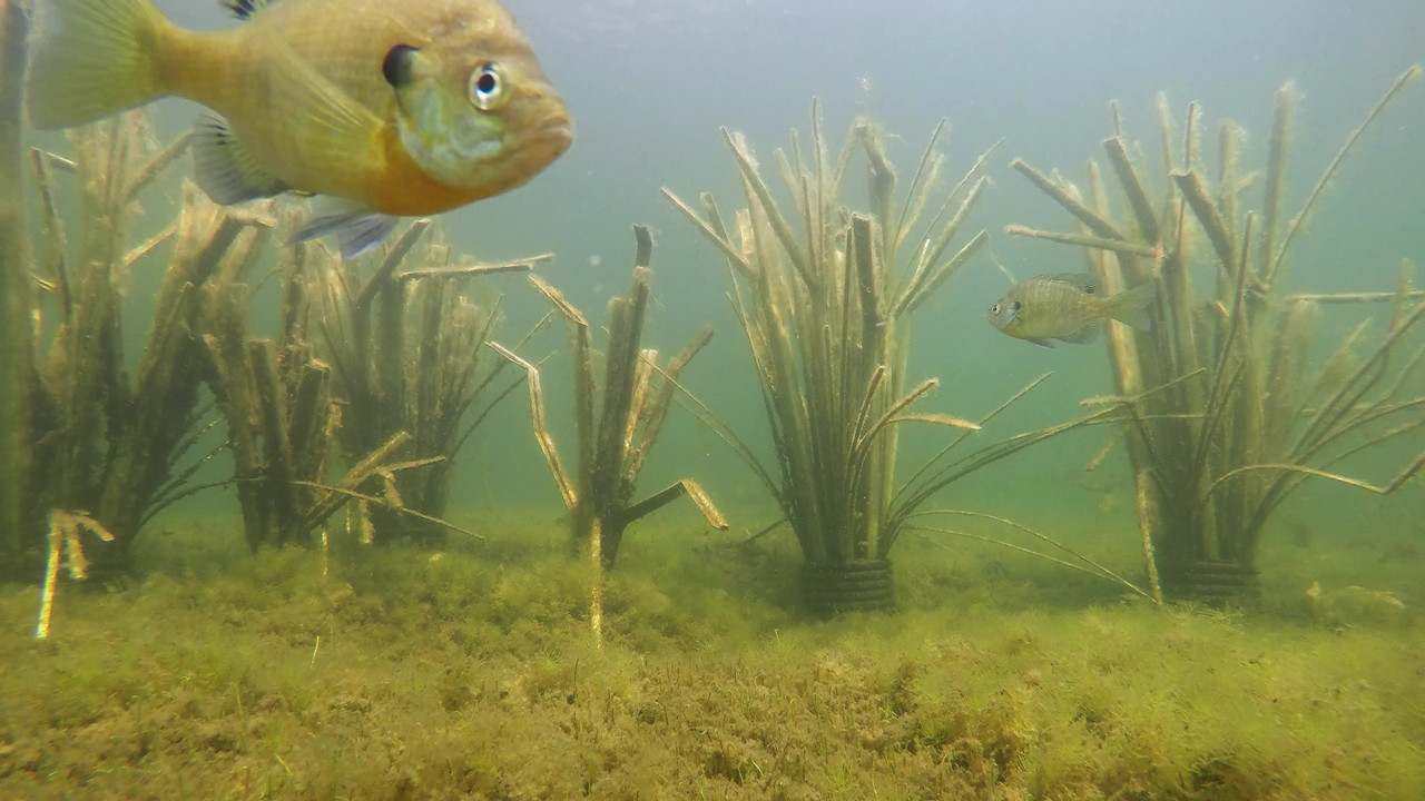 Freshwater fish around grouped Bunker-style structures in an underwater time-lapse still