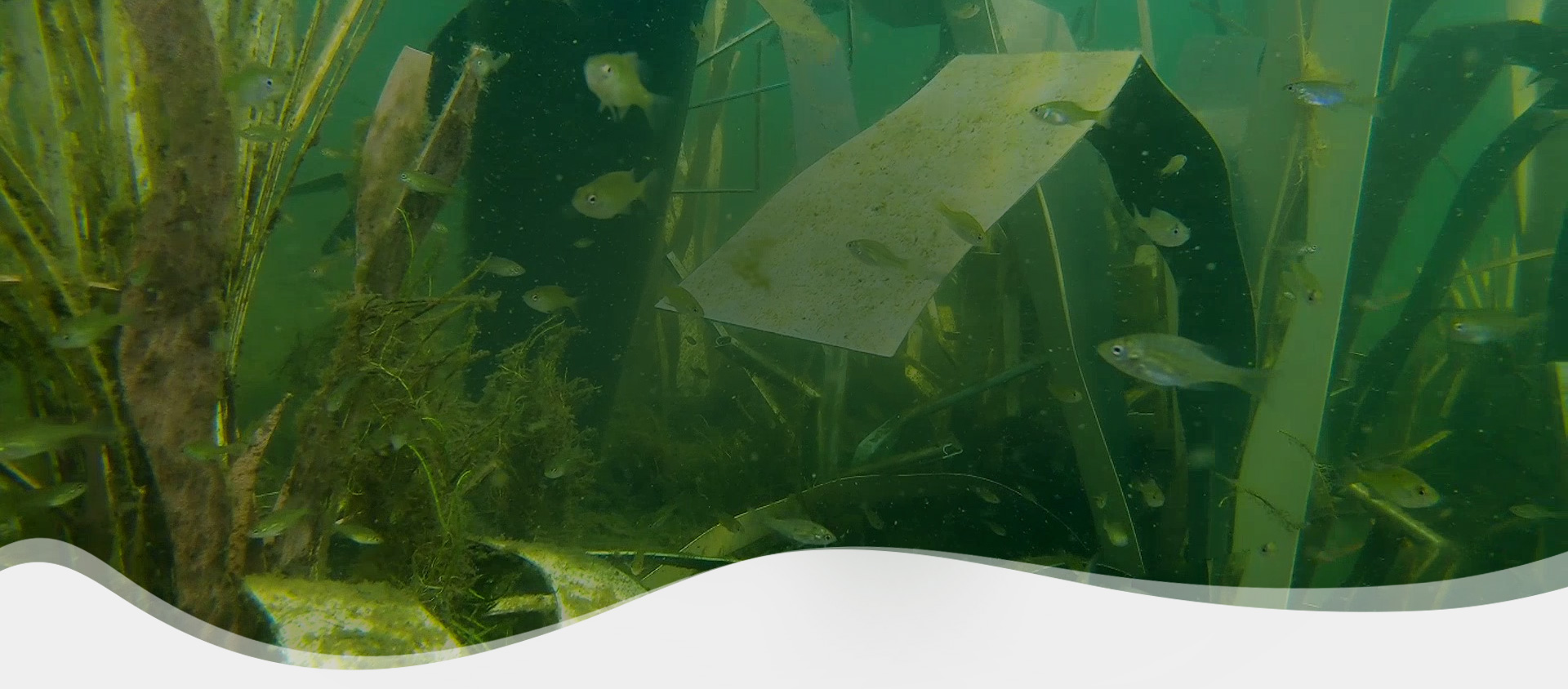 Shallow Water Fish Habitat Shallow Water Fish Habitat