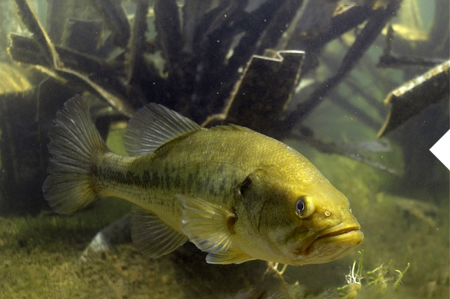 Fishiding Habitats Different Fishiding Habitats
