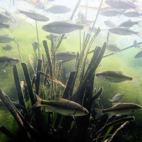 Fortress artificial fish habitat observed underwater in a freshwater lake