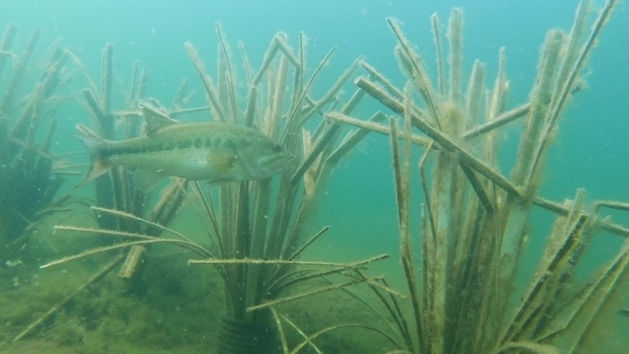 Freshwater bass using dense Fishiding artificial fish habitat underwater