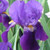 Two Tone Purple Iris Felt Flower Brooch or Hair Clip