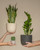 3 Plant Bundle