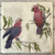 Paper Collage Napkins │Galah