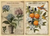 Vintage Botanical Journal Paper │30 Pcs