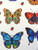 Butterfly Stickers- 12pc (SDBS72851)