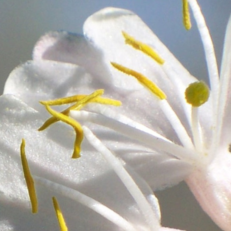 Honeysuckle Jasmine Fragrance Oil The Flaming Candle Company