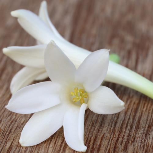 Tuberose Fragrance Oil | The Flaming Candle