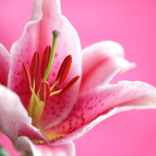 Stargazer Lily Fragrance Oil | The Flaming Candle