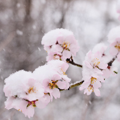 Sugarplum Blossom Fragrance Oil | The Flaming Candle