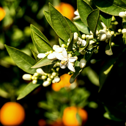 Sundrenched Blossom Fragrance Oil | The Flaming Candle