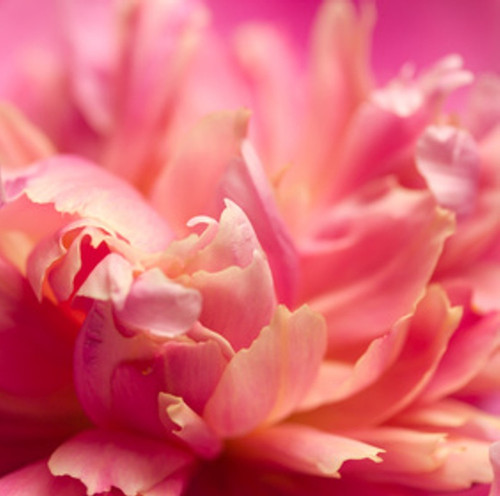 Peony Fragrance Oil | The Flaming Candle