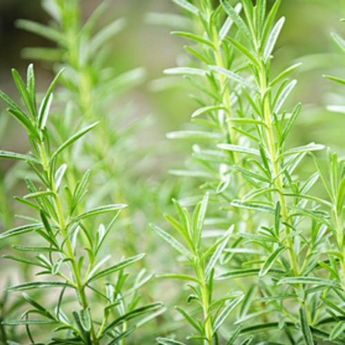 Rosemary Mint Fragrance Oil | The Flaming Candle