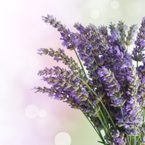 Fragrance Oil Lavender Vanilla –