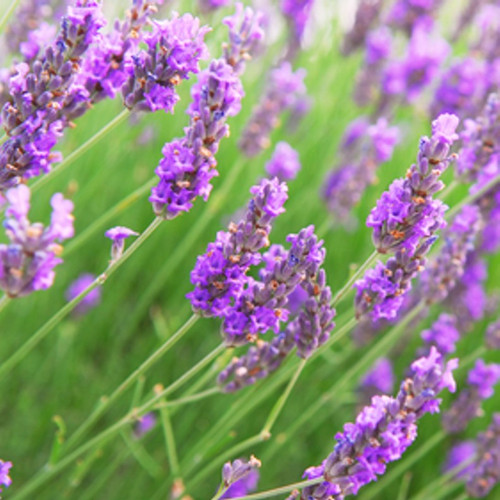 Vanilla Lavender Fragrance Oil – Door County Candle