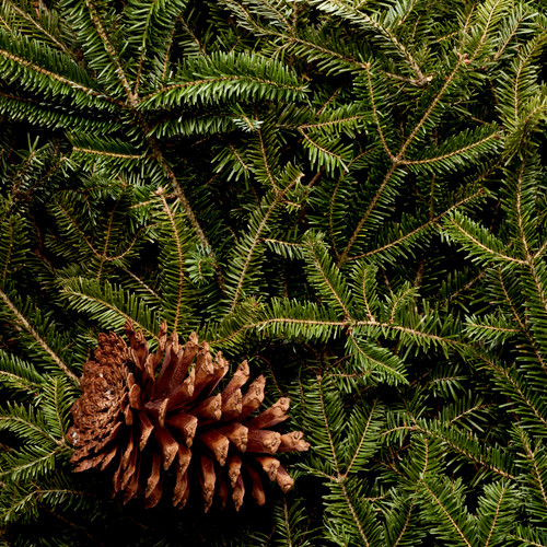 Frazer Fir Essential Oil - Essential Oil Apothecary