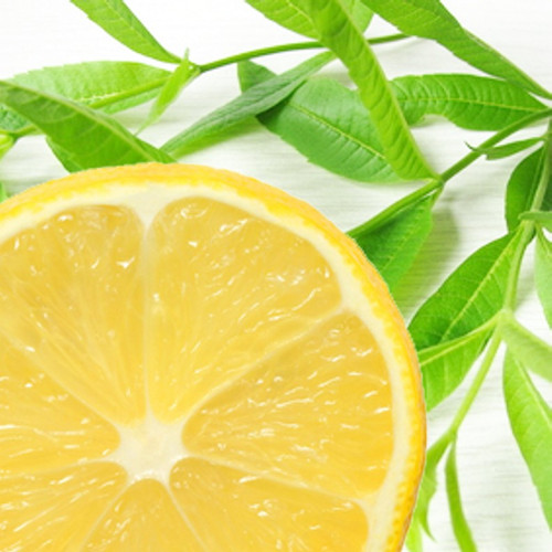 Lemon Verbena Fragrance Oil | The Flaming Candle