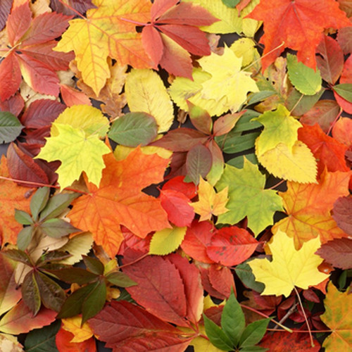 Autumn Leaves Fragrance Oil