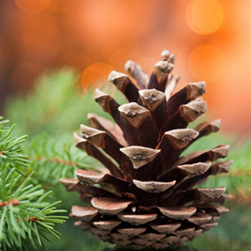 Roasted Pine Cone Fragrance Oil | The Flaming Candle
