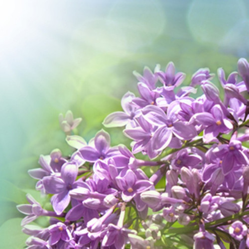 Garden Lilac Fragrance Oil | The Flaming Candle