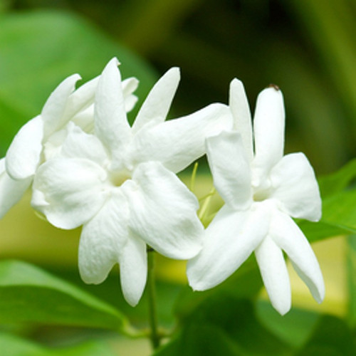 Jasmine Fragrance Oil | The Flaming Candle