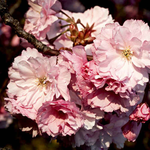 Japanese Cherry Blossom (Type) Fragrance Oil | The Flaming Candle