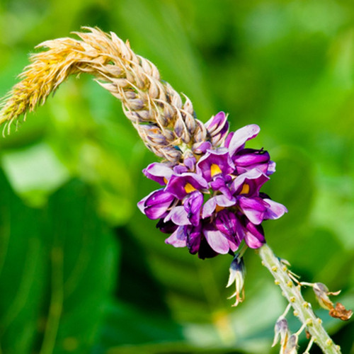 Kudzu Fragrance Oil | The Flaming Candle